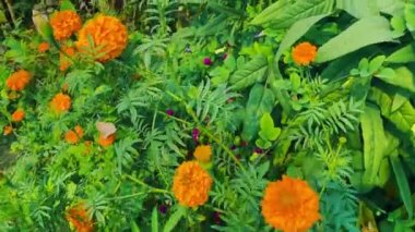 Sarı çiçek, ağaçta yeşil ve arka planda yeşil yaprak