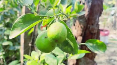 Olgun yeşil limon ağaçta
