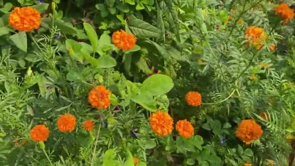 Gelbe Blume Und Grüner Hintergrund Ganda Blume — Stockvideo