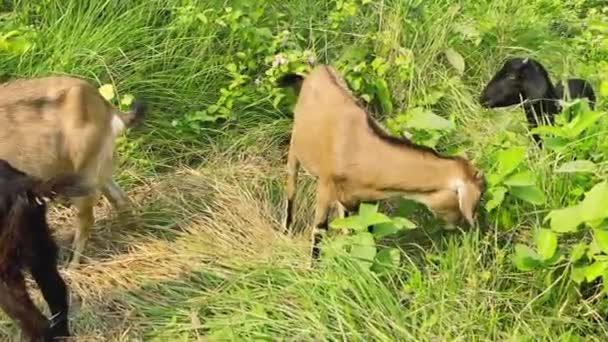 Two Goat Green Grass Eating — Stock Video
