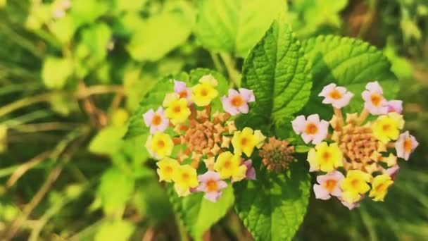 Gelbes Kleines Blatt Und Grüne Hintergrundblume — Stockvideo