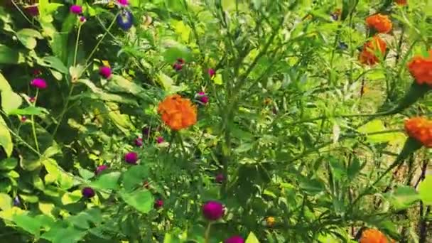 Gelbe Blume Und Grüner Hintergrund — Stockvideo