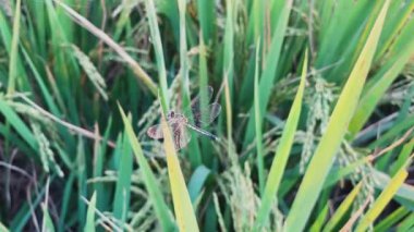 Küçük kelebek ve yeşil çimen arka plan