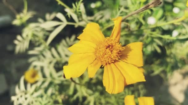Большой Желтый Цветок Зеленый Лист — стоковое видео