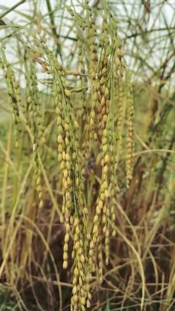 Pirinç Tarlası Yeşil Arka Plan — Stok video