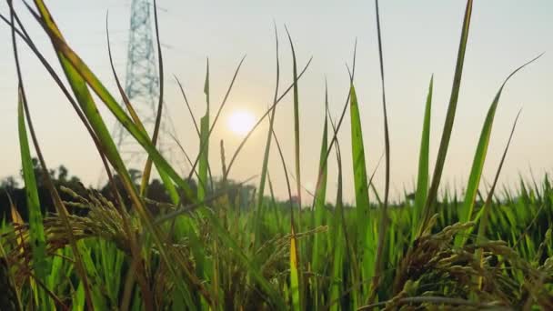日落时分和绿色背景 高压线 — 图库视频影像