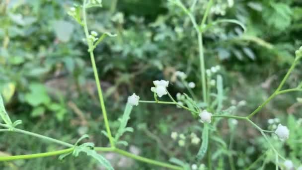 Маленький Белый Цветок Ветер Зеленое Поле — стоковое видео