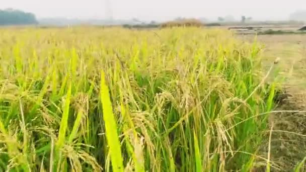 Pirinç Tarlası Yeşil Çim Tarlası Gökyüzü — Stok video