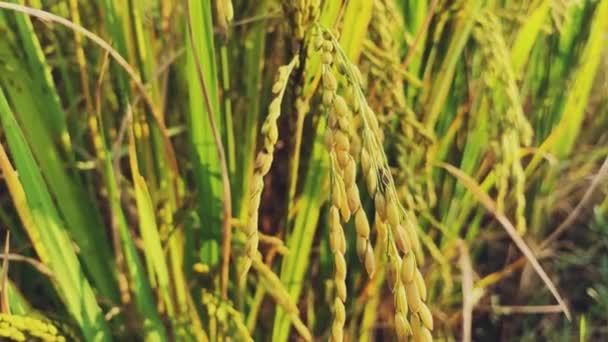 Ρύζι Paddy Και Άνεμος Κινείται Ρύζι Paddy — Αρχείο Βίντεο