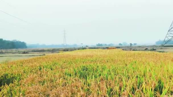 小麦畑と曇り空の美しい風景 — ストック動画