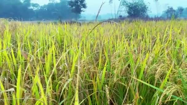 Rice Paddy Com Vista Para Céu — Vídeo de Stock