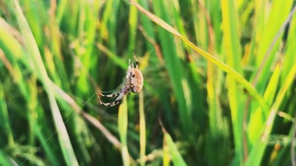 Αράχνη Και Ρύζι Paddy Πράσινο — Αρχείο Βίντεο