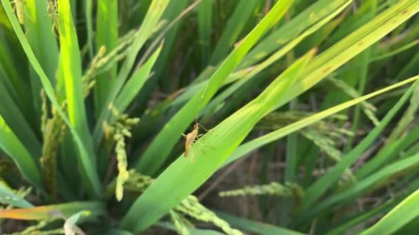 Mały Motyl Tło Zielony Liść — Wideo stockowe
