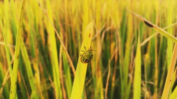 Πράσινο Γρασίδι Και Αράχνη Φόντο Χρυσό Χρώμα — Αρχείο Βίντεο
