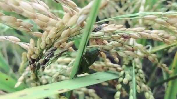 Δύο Ακρίδες Και Ρύζι Paddy — Αρχείο Βίντεο