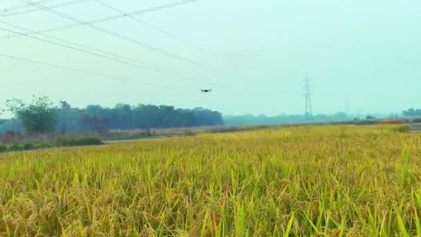 Çekirge Pirinç Tarlası — Stok video