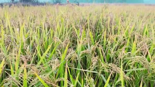 Rice Paddy Arroz Verde Paddy — Vídeo de Stock