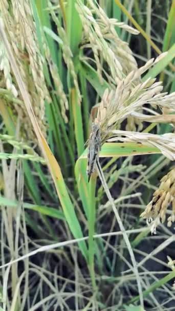 Küçük Çekirge Arka Plan Pirinç Tarlası — Stok video