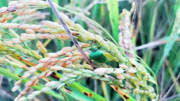 Ρύζι Paddy Και Πράσινο Φύλλο Μικρό Ένθετο — Αρχείο Βίντεο