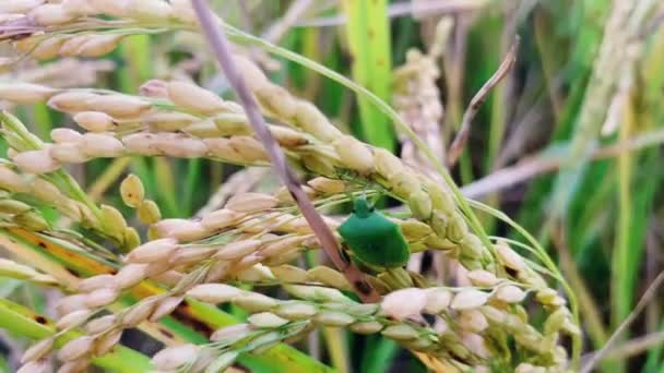Bulanık Arkaplanda Yeşil Buğday Kulakları — Stok video