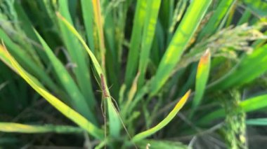 Küçük kelebek ve yeşil arka plan