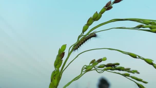 Рисовый Рис Небо Зеленый Лист Фона — стоковое видео