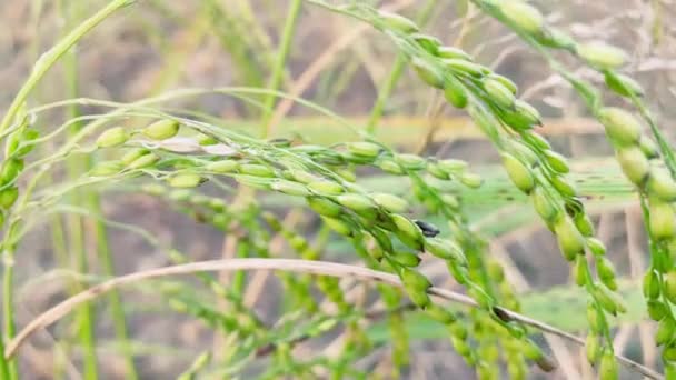 Ρύζι Paddy Και Πράσινο Φόντο Φύλλα Πράσινο — Αρχείο Βίντεο