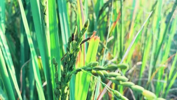 Ρύζι Paddy Και Πράσινα Φύλλα — Αρχείο Βίντεο