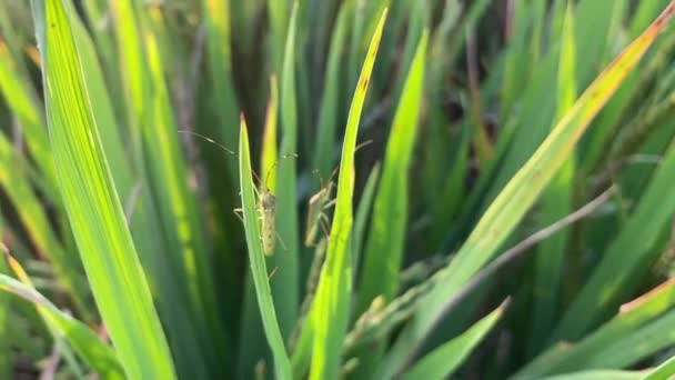 Hierba Verde Mosca Mariposa — Vídeos de Stock