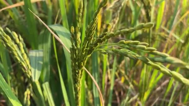 Rýže Neloupaná Zelená Tráva Pozadí — Stock video