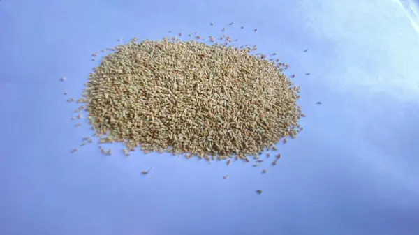 Beyaz arka planda cam bir kasede chia tohumları