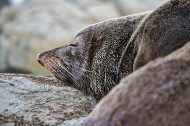 Bir fok, Yeni Zelanda 'nın Kaikoura kıyı şeridi boyunca uzanan kayalık bir çıkıntıda huzur içinde duruyor. Gün batımında deniz yaban hayatının dingin güzelliğini yakalıyor..