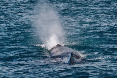 Kaikoura açıklarında, Yeni Zelanda 'da bir ispermeçet balinası yüzeye çıkar ve havaya su buharı saçar. Bu bölge zengin deniz yaşamı ve balina izleme gezileriyle bilinir..