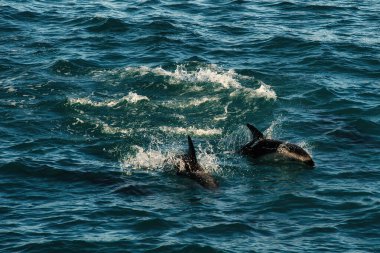 Yunusların, Yeni Zelanda 'nın Kaikoura kentindeki el değmemiş sularda zarifçe yüzerken görülmesi, deniz koruma alanları ve okyanus yaşamının doğal güzelliğini vurguluyor..