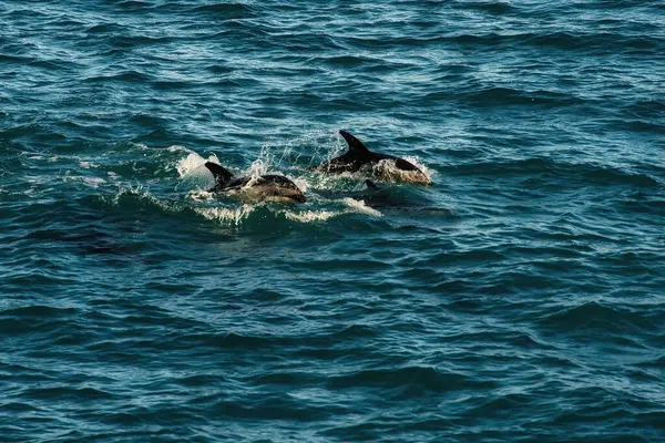 Kaikoura, Yeni Zelanda 'da yunuslar okyanus sularında neşeyle sıçrayıp deniz yaşamının güzelliğini resmediyorlar. Bu canlı görüntü, bölgedeki deniz koruma çabalarına yönelik farkındalığı artırıyor..