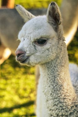 Genç bir alpaka, Yeni Zelanda 'da yeşil çimlerle çevrili interaktif bir çiftlikte duruyor. Ziyaretçiler bu dost canlısı hayvanlarla iletişim kurabilir ve yaşam alanları hakkında daha çok şey öğrenebilirler..