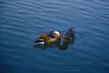 Canlı bir mandalina ördeği, berrak mavi suda yüzerken dişi ördekle yakın etkileşime girer. Güneş ışığı suların yüzeyinden yansıyarak etraflarında dalgalanmalar yaratır..