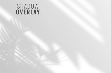 Gölge Örtüsü Arkaplanı - Zarif ve Zarif Tasarım. yumuşak ışık ve dallardan gelen gölgeler