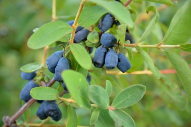 Olgun böğürtlenli çalı
