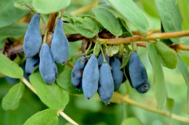 Olgun böğürtlenli çalı