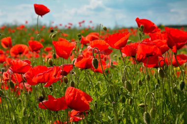 Tarlada haşhaş çiçekleri