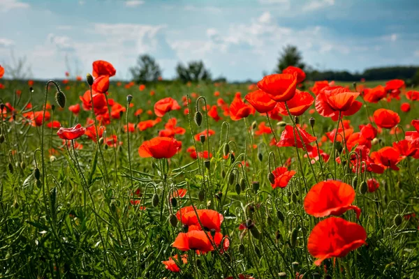 stock image poppy flowers in the field