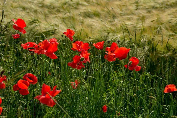 Цветы Мака Поле — стоковое фото