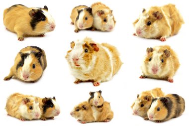 beyaz zemin üzerinde eskiden şiling şimdi pigs