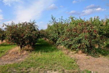Meyve verme döneminde kiraz bahçesi