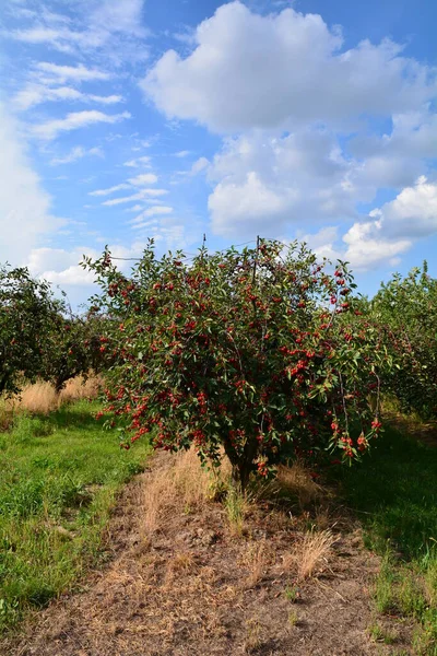Cherry Orchard Fruiting Period — Stock Photo, Image