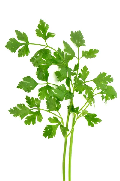 Parsley Leaves Isolated White Background — Stock Photo, Image