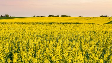 Çiçek açan bir tecavüz alanı manzarası