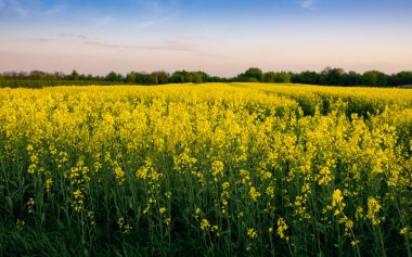 Çiçek açan bir tecavüz alanı manzarası