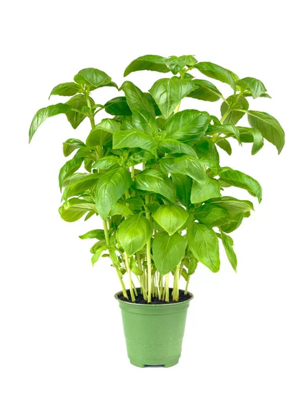 stock image basil in a pot on a white background